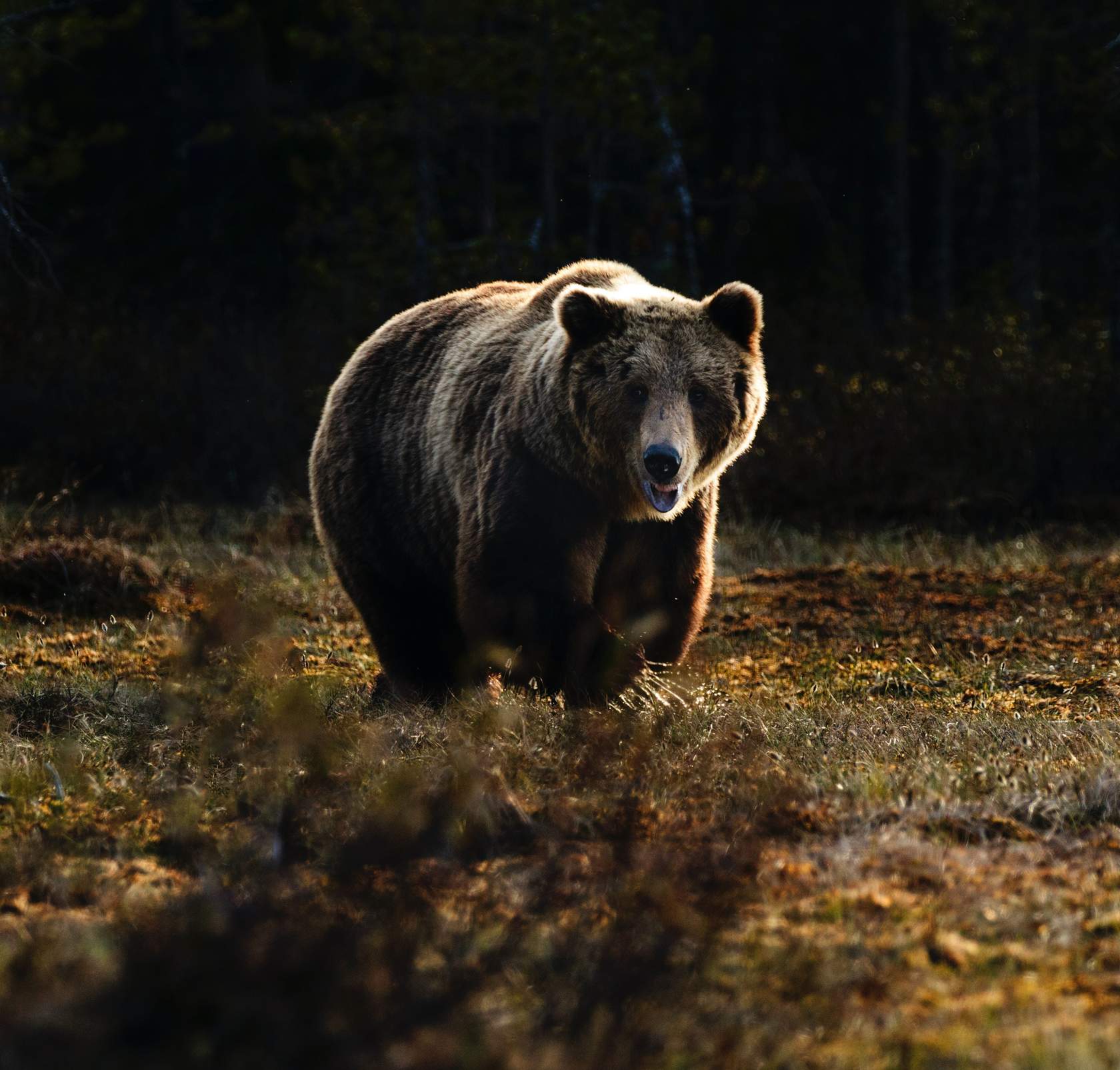 Bear Aware: Working in Bear Country
